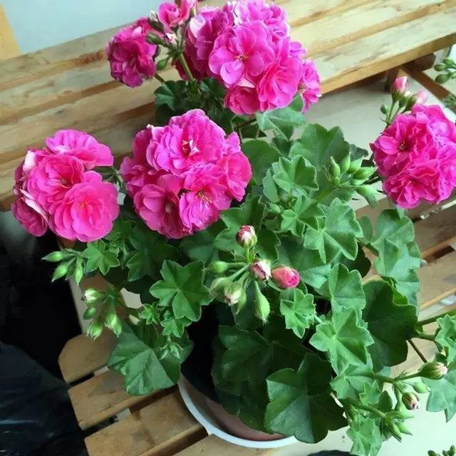 天竺葵催花有技巧,换盆用这个方法,简单省事!图1