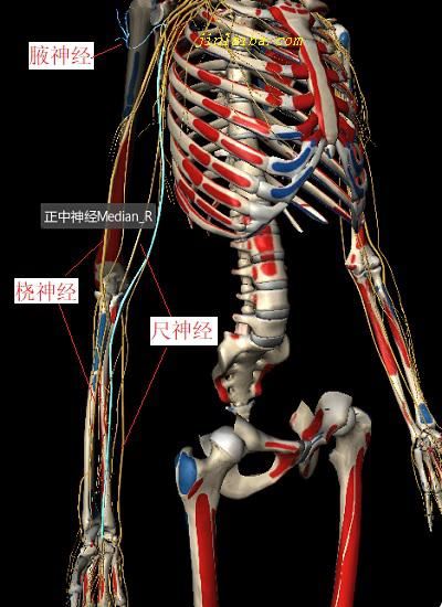 正中神经、尺神经、桡神经和腋神经