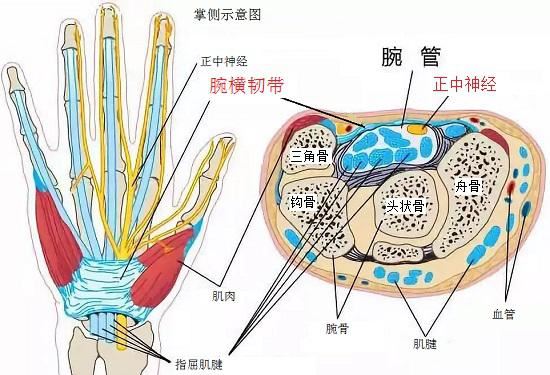 腕管、正中神经及其他组织
