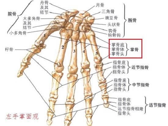 手指和手掌骨折是否需要手术治疗？图1