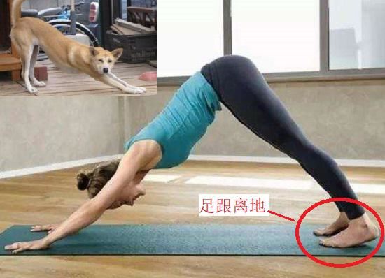 下犬式