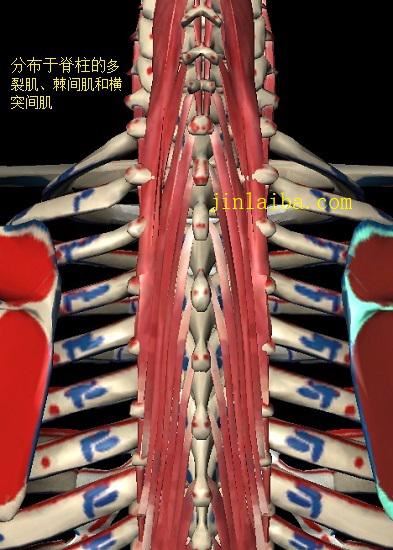 脊柱后方丰富的肌肉组织