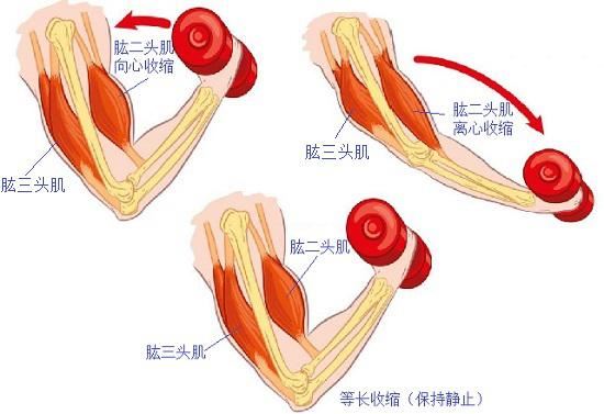 向心收缩、离心收缩和等长收缩