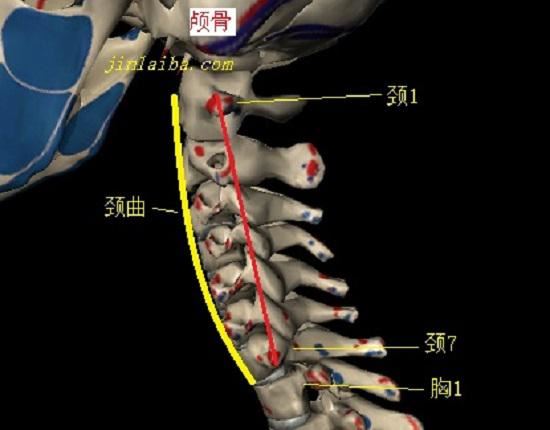 我们的颈曲为什么会消失？(贞操是什么意思)图1