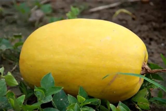 崇明金瓜几月份上市 崇明金瓜储存方法图1