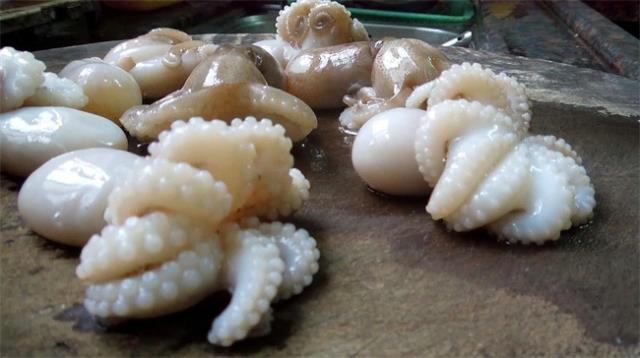 章鱼属于冷血动物吗