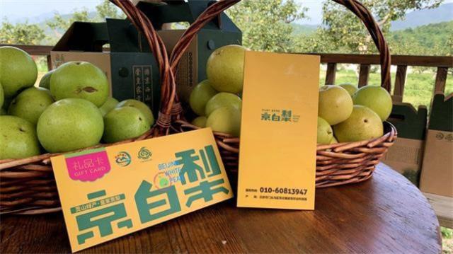 京白梨什么时候采摘