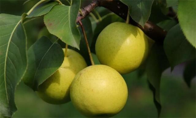 京白梨什么时候采摘
