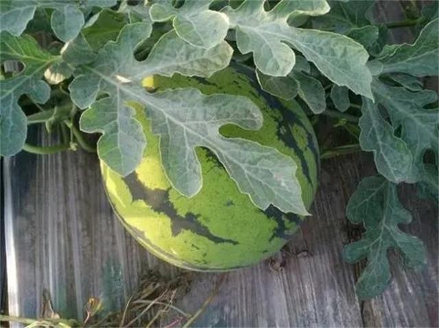 保定有哪些特色水果(保定有哪些特色水果小吃)图1