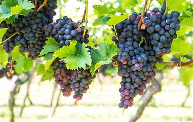 合川有哪些水果 重庆合川特产（血橙，葡萄等）