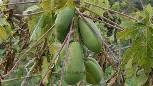 宣城有哪些特产 安徽宣城特产有哪些(宣纸等)