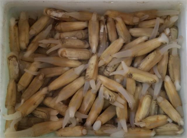 蛏子需要去内脏吗 蛏子内脏能吃吗