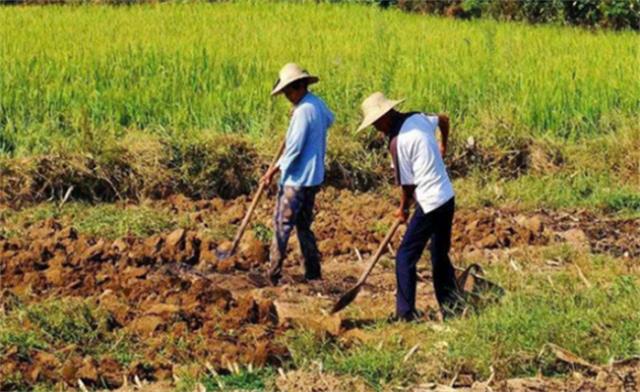 兄弟俩辞职回家种地年营收1亿 种地究竟赚钱吗？图1