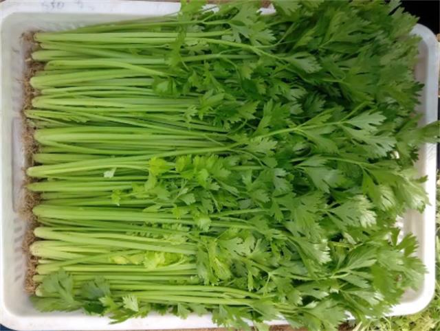 ?西芹与香芹有什么区别 怎么挑选新鲜好的芹菜
