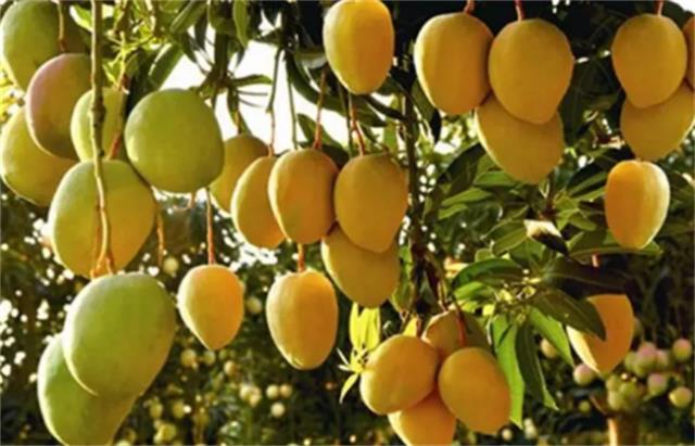 ?芒果是否成熟该怎么判断 吃芒果会上火吗